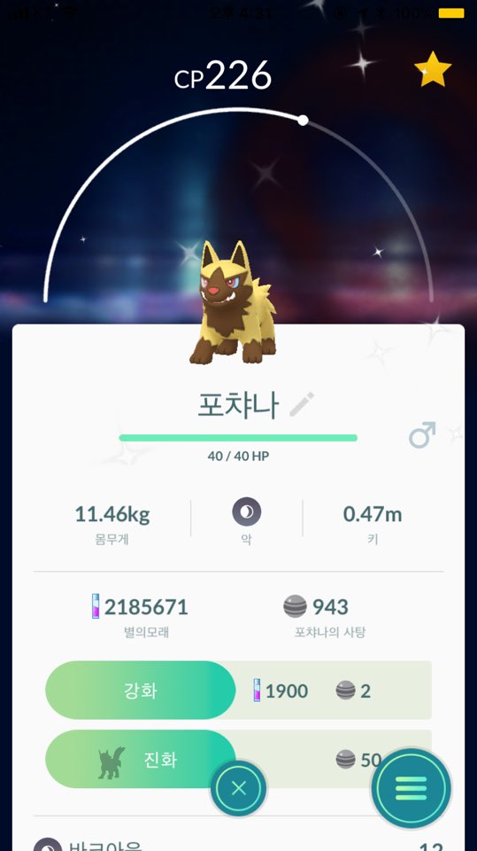 부계에 이로치가 있네요