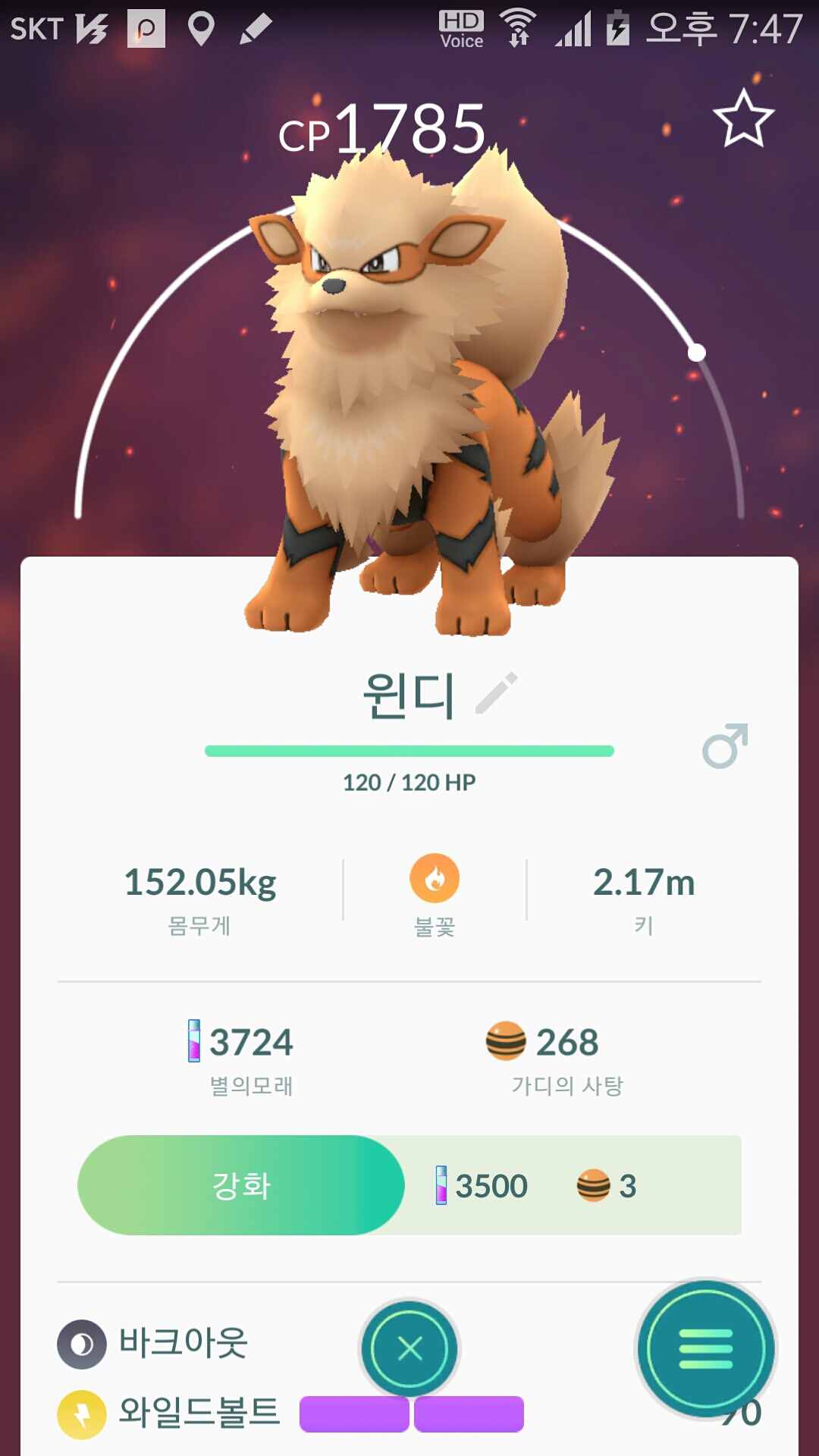 야생 윈디 포회