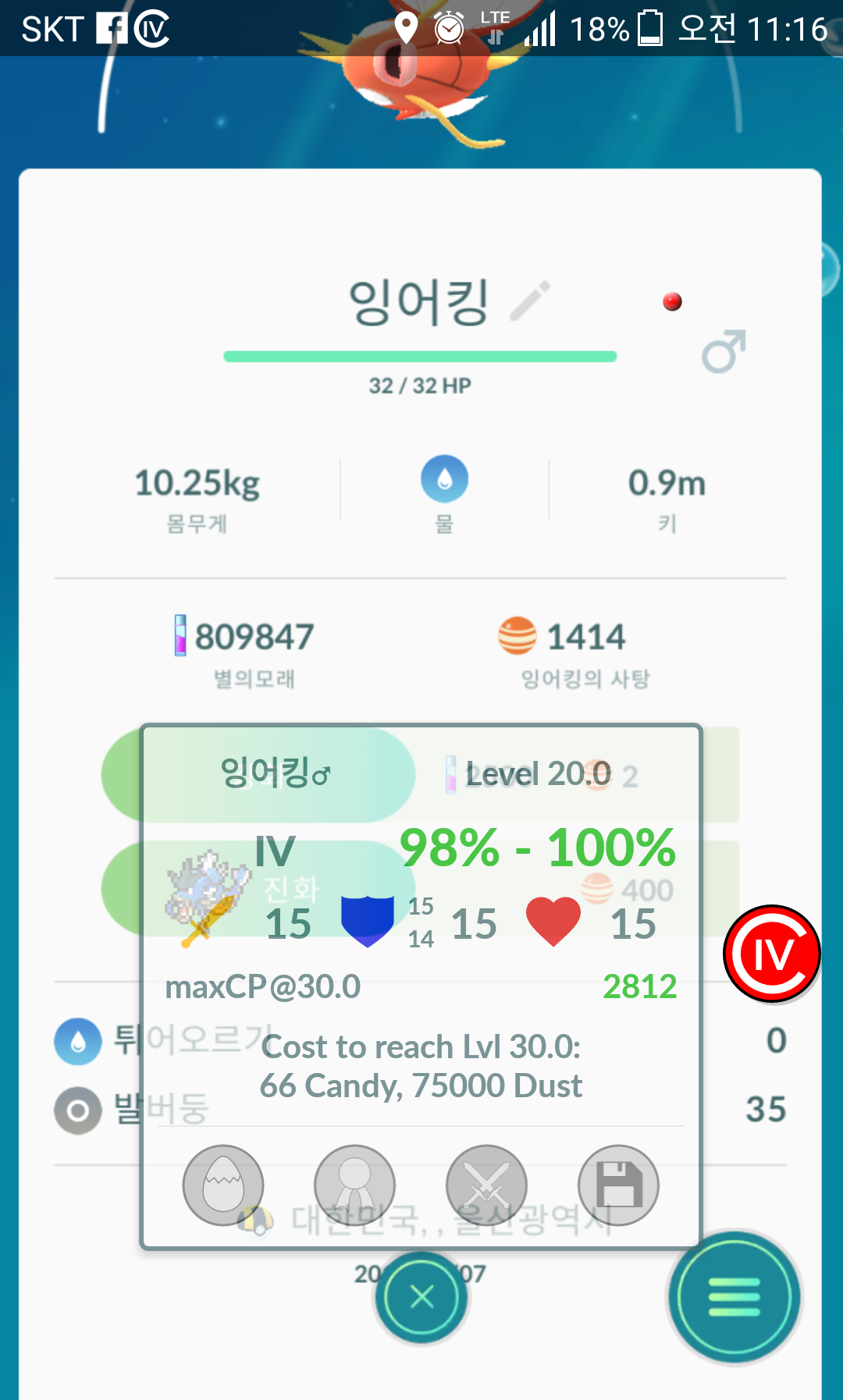 잉어킹 100%